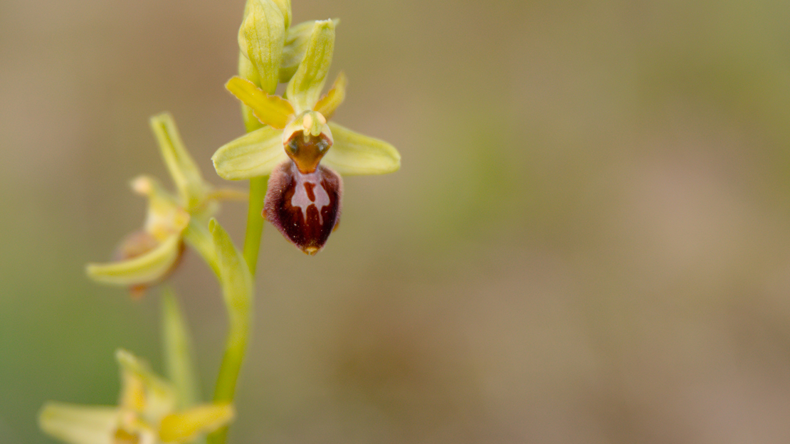 Découverte des orchidées et des fleurs sauvages