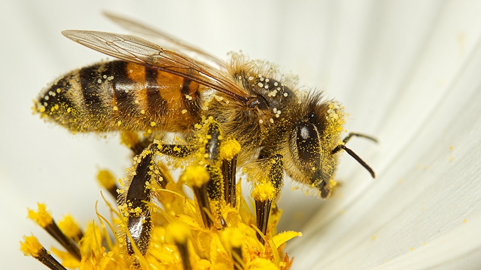 Une journée au cœur du monde des abeilles !