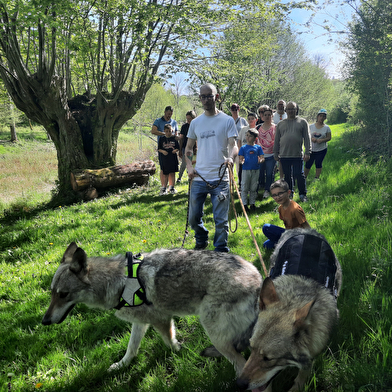 Une expérience inédite aux côtés des chiens-loups de la Pyramide du Loup !