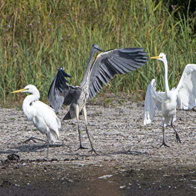 Réserve ornithologique de Bas-Rebourseaux