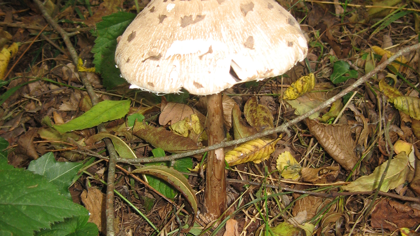 Balade champignons au Ferrier de Tannerre