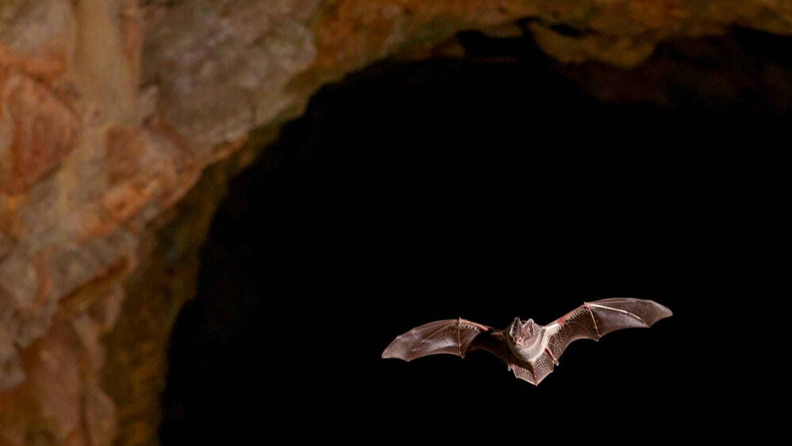 Nuit de la chauve-souris