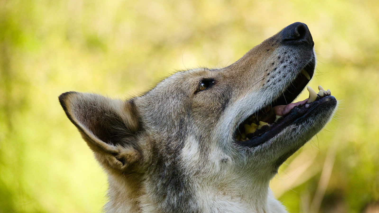 Une expérience inédite aux côtés des chiens-loups de la Pyramide du Loup !