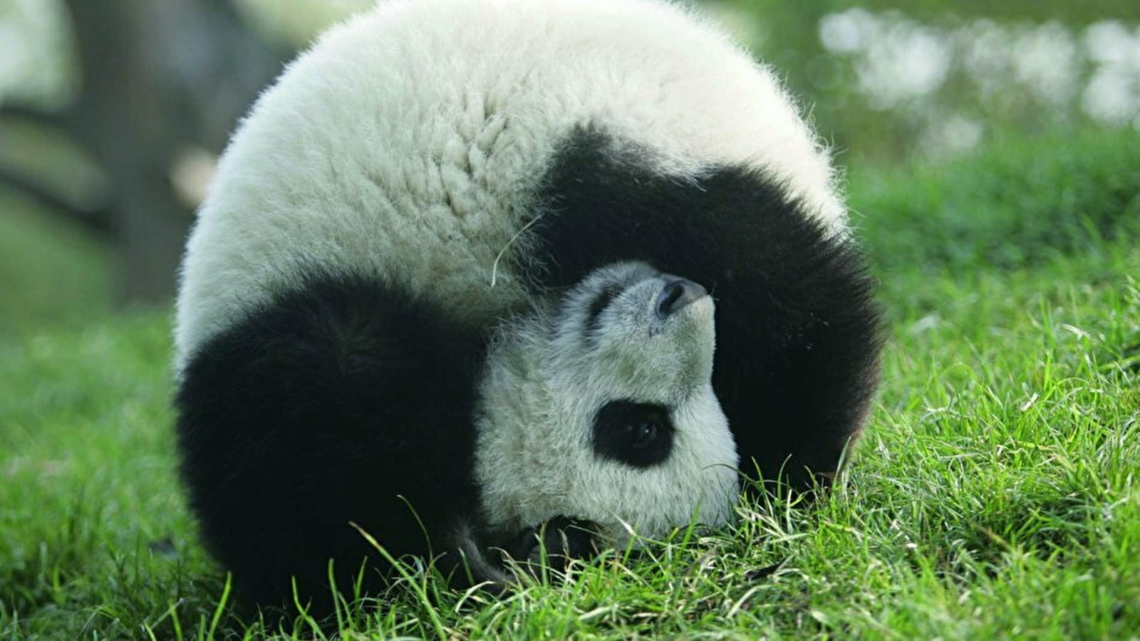 Zhang Zhihe, pandas symboles d'une nature qui nous protège